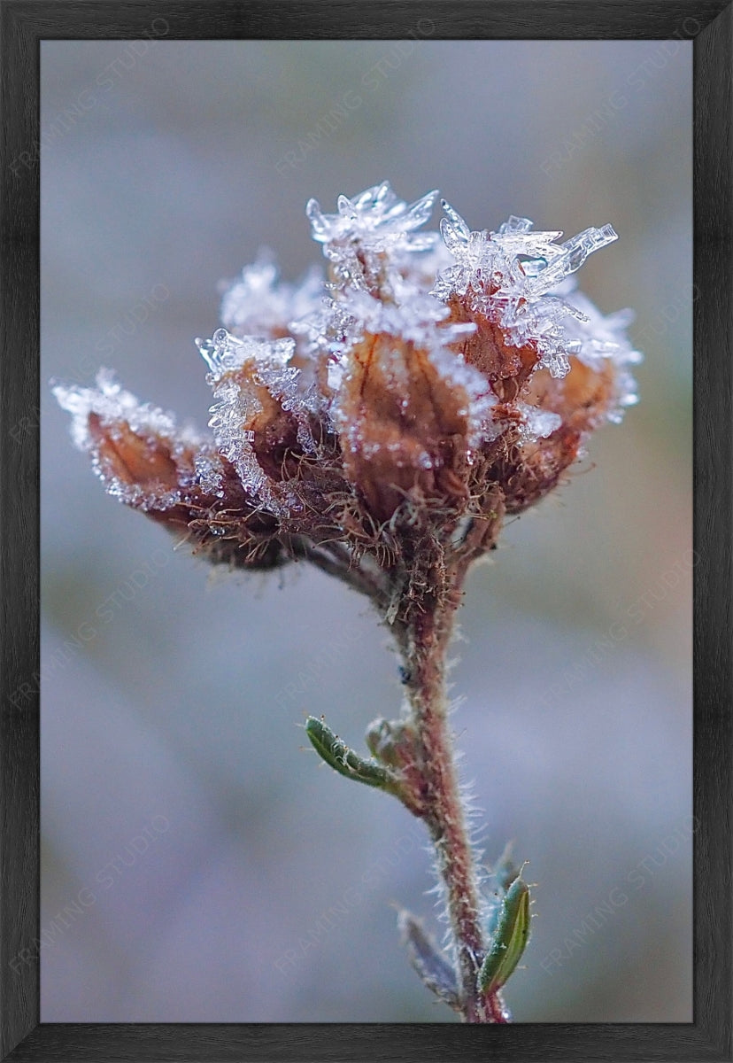 Upload, Print & Frame
