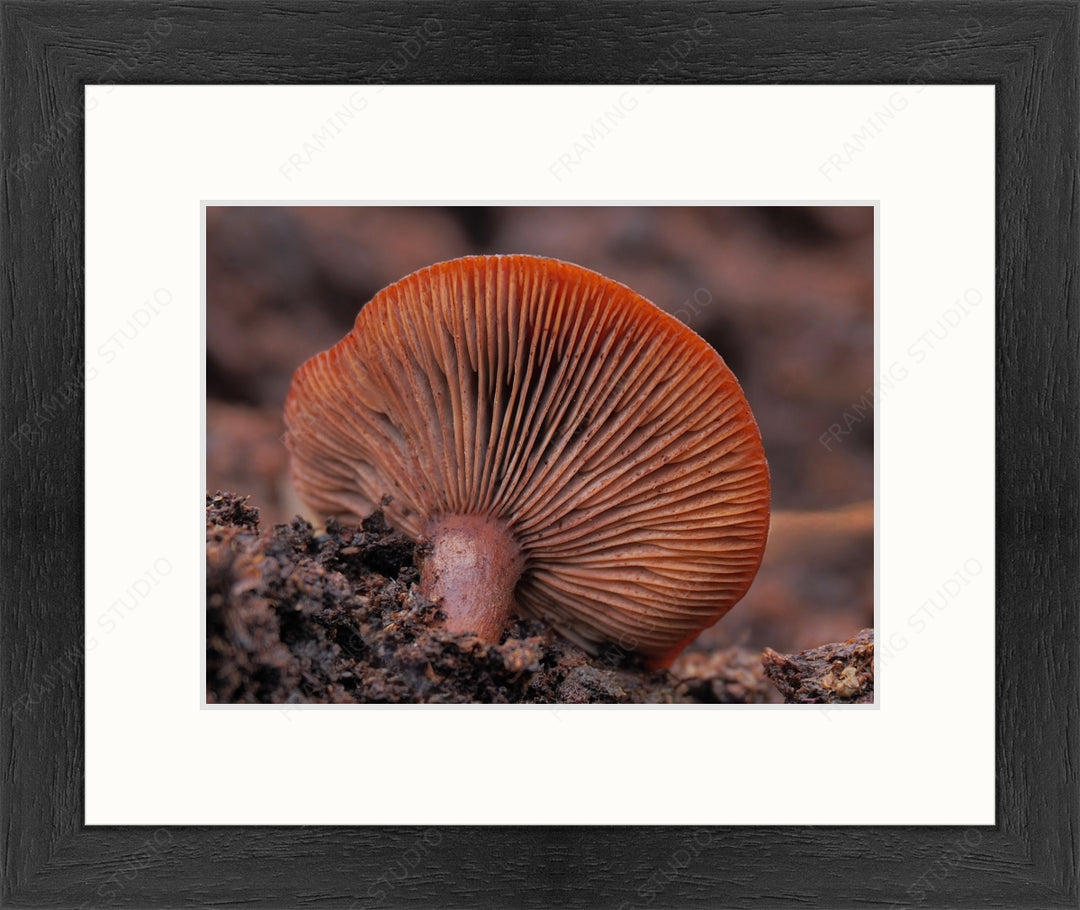 Upload, Print & Frame