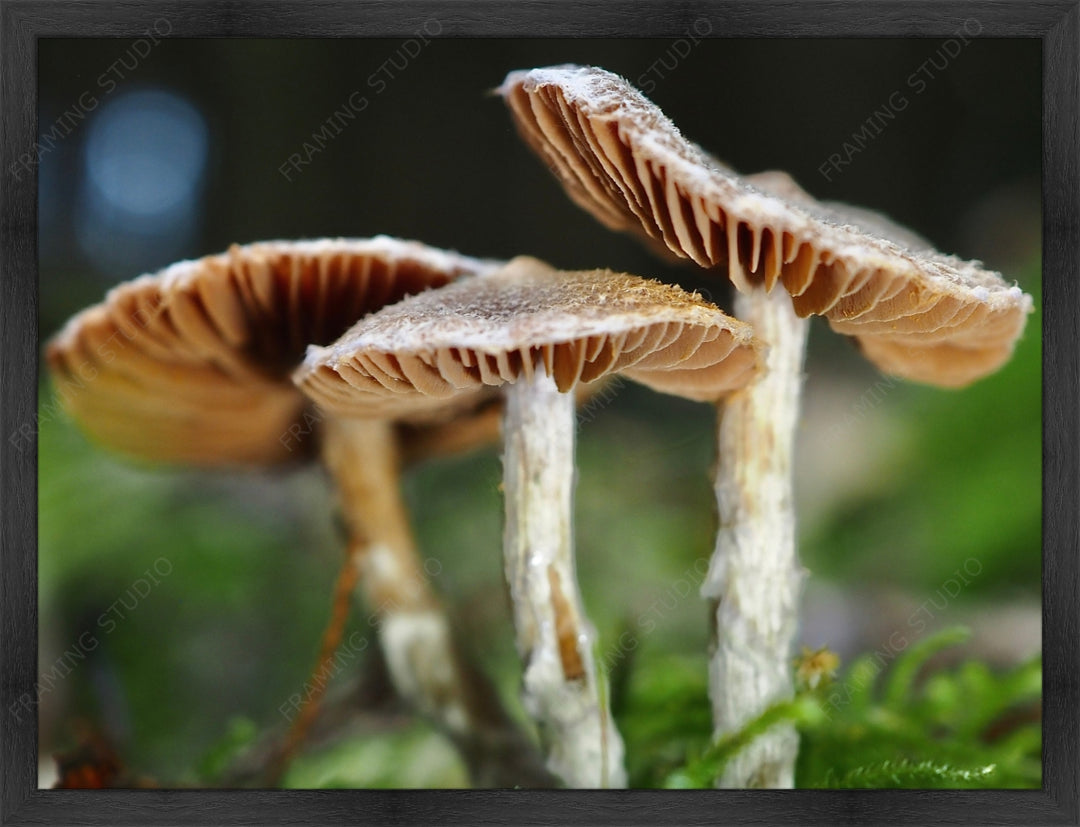 Upload, Print & Frame