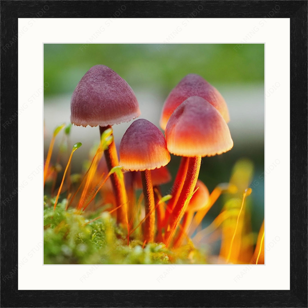 Upload, Print & Frame