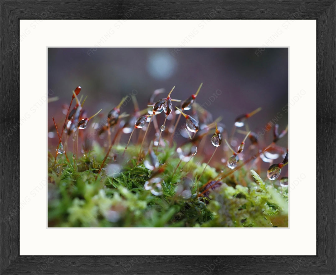 Upload, Print & Frame