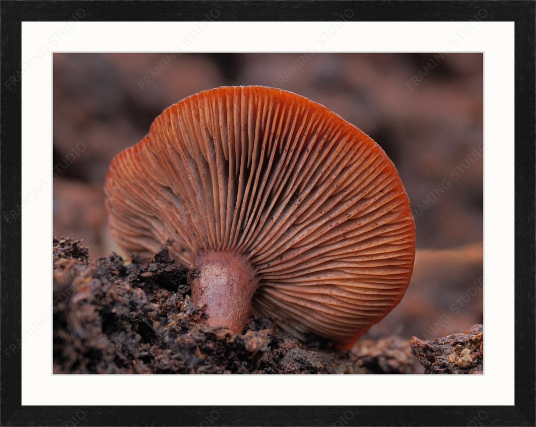 Upload, Print & Frame