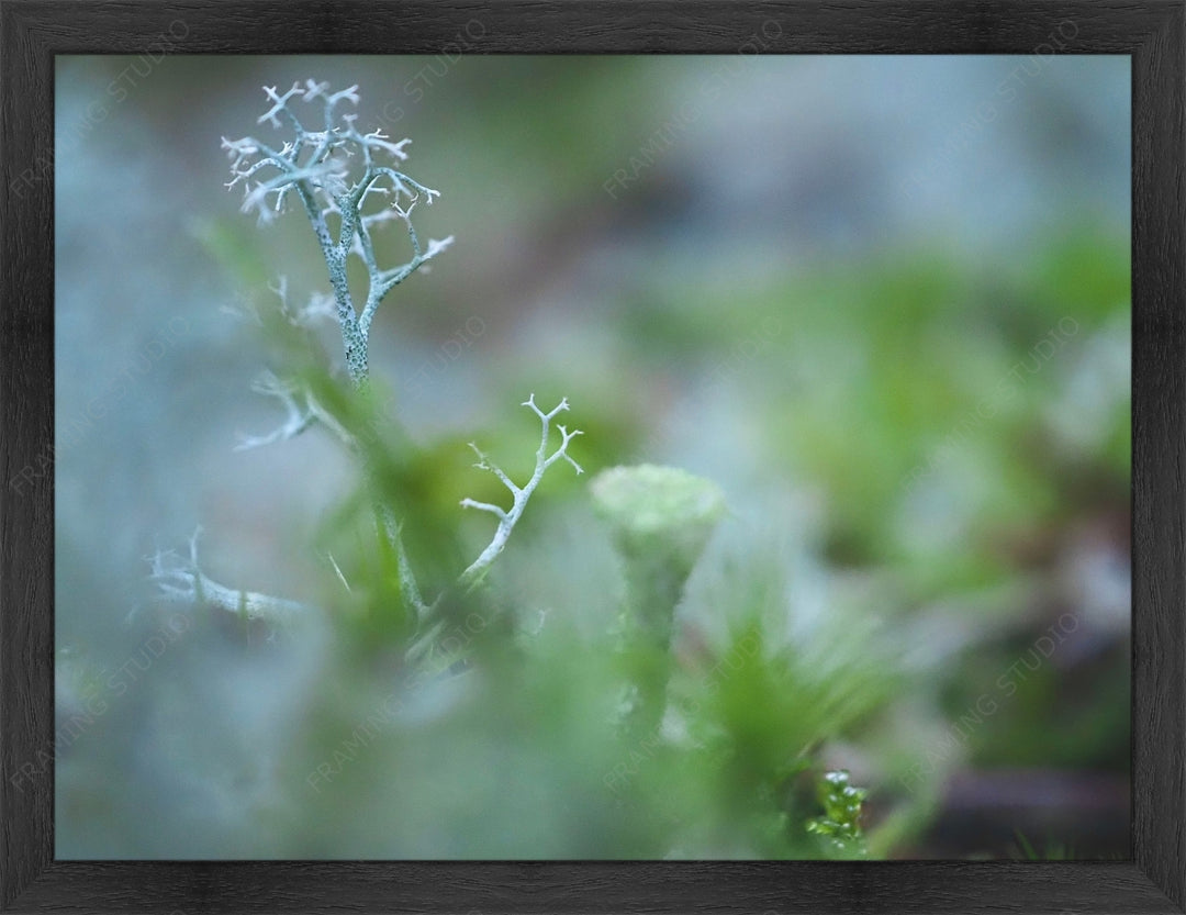Upload, Print & Frame