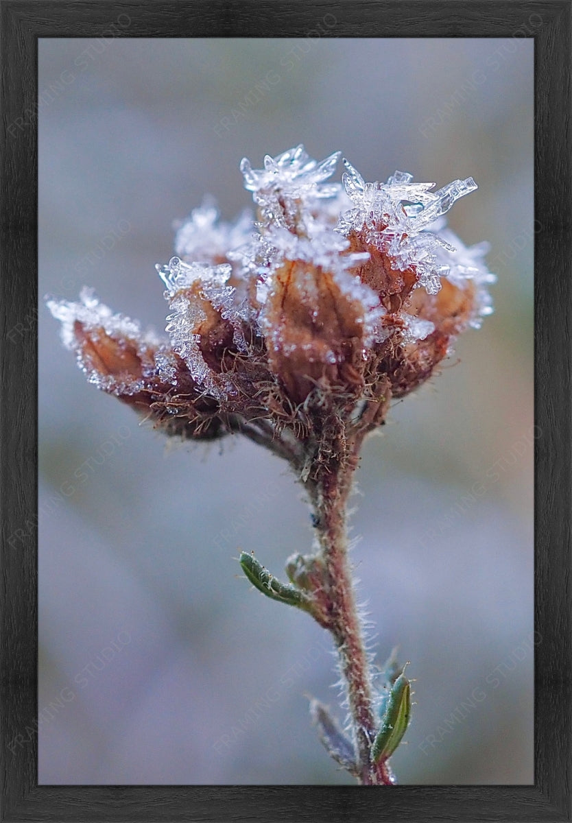 Upload, Print & Frame