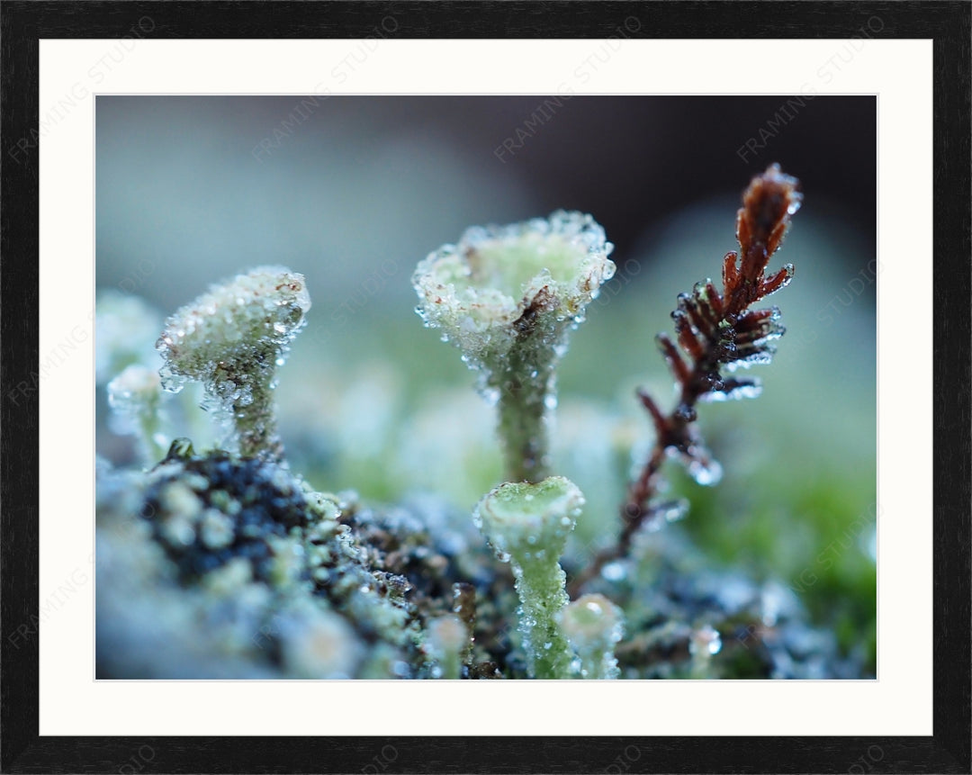 Upload, Print & Frame