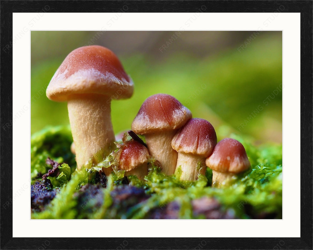 Upload, Print & Frame