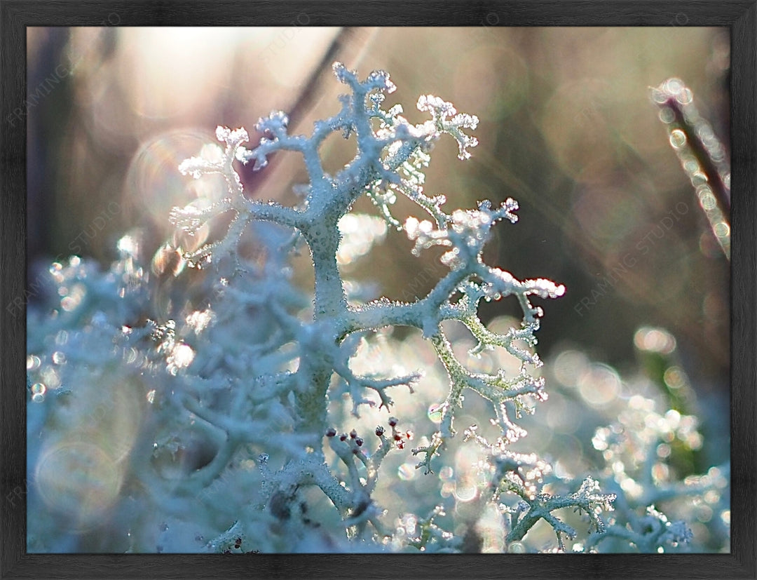 Upload, Print & Frame