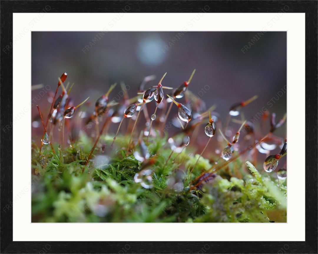 Upload, Print & Frame