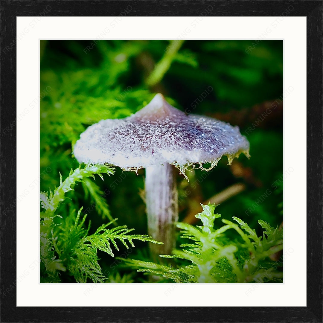 Upload, Print & Frame