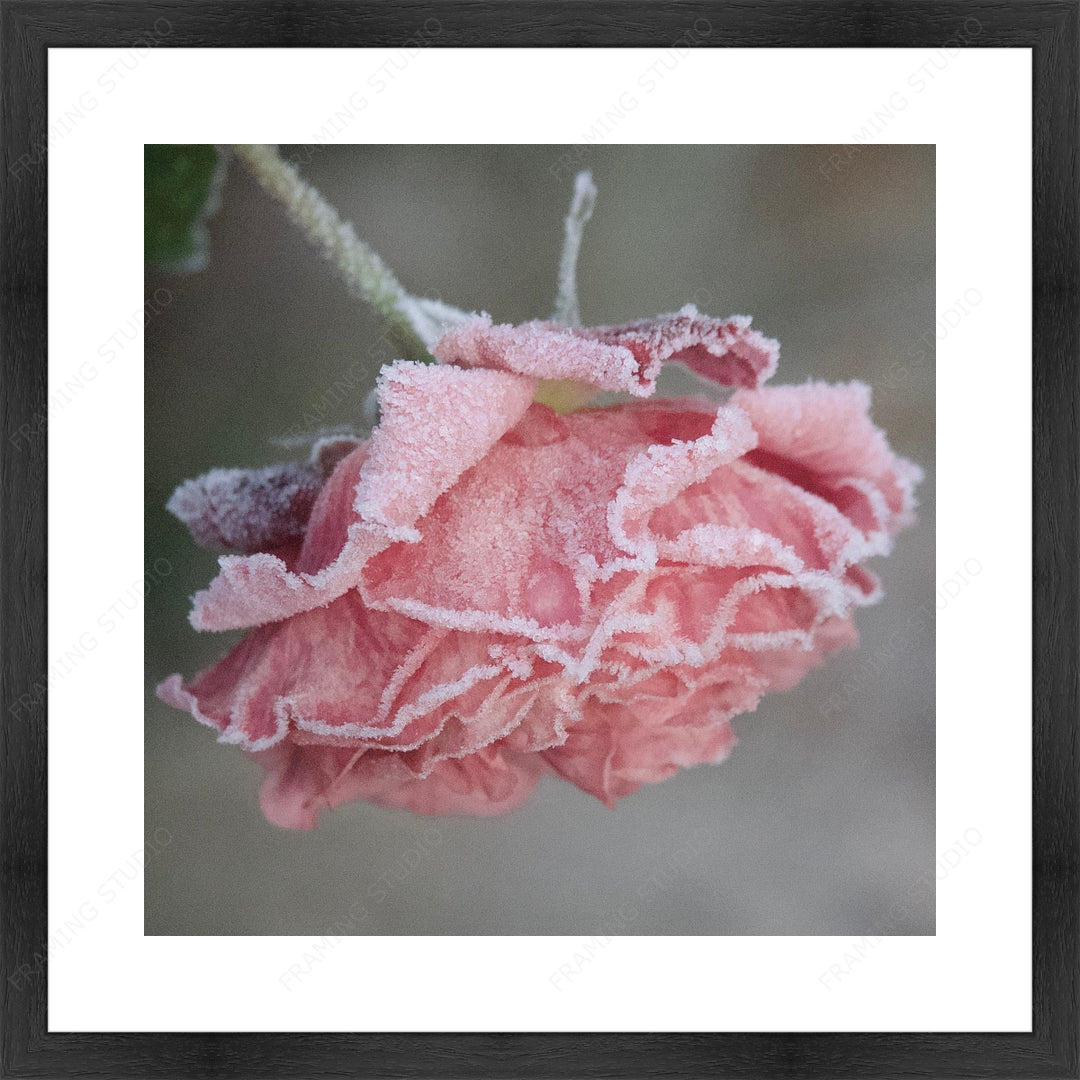 Upload, Print & Frame