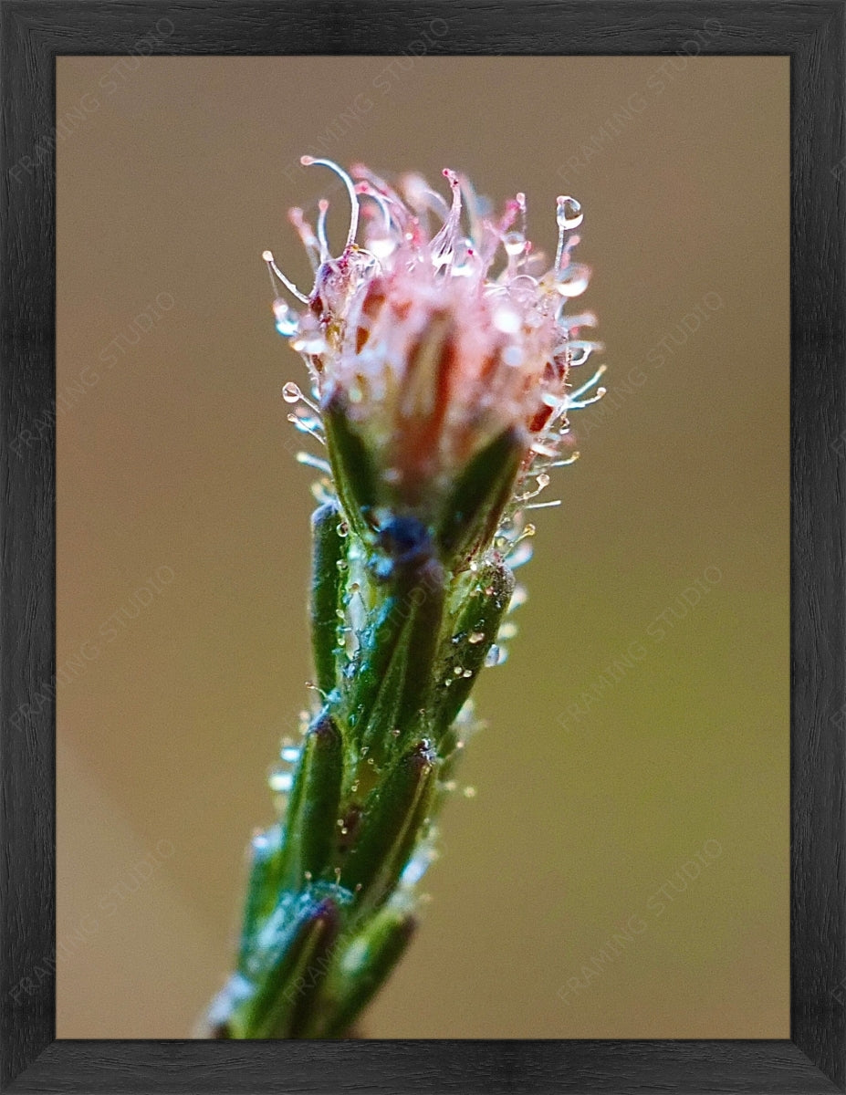 Upload, Print & Frame