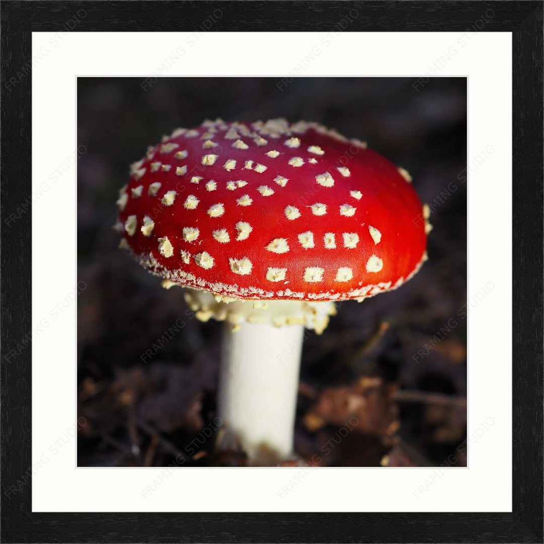 Upload, Print & Frame