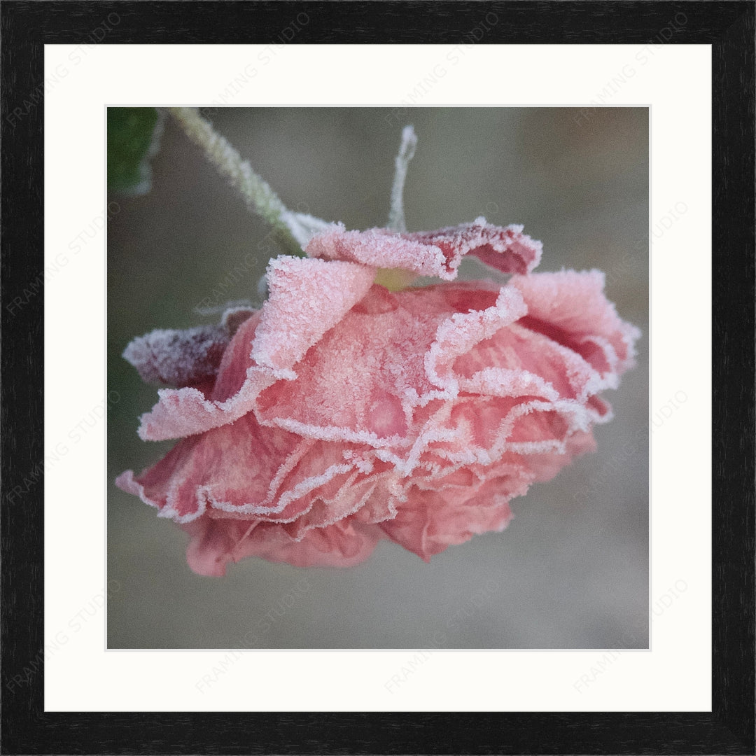 Upload, Print & Frame