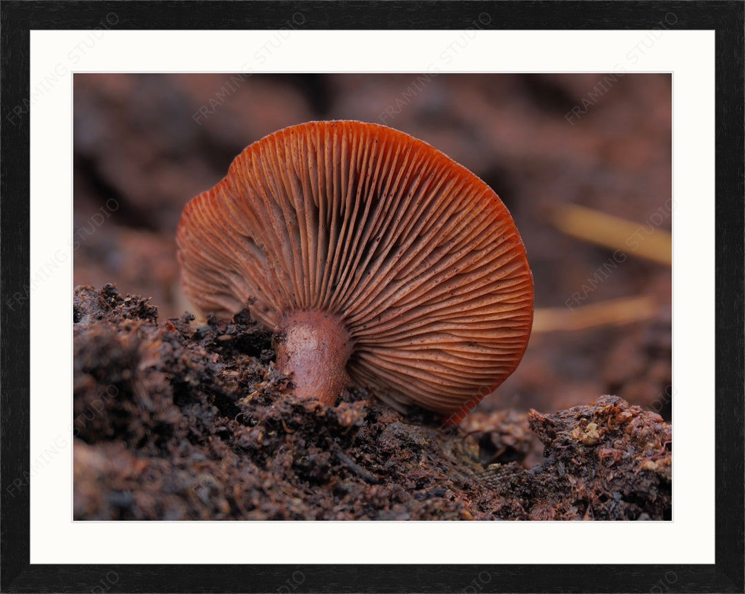 Upload, Print & Frame