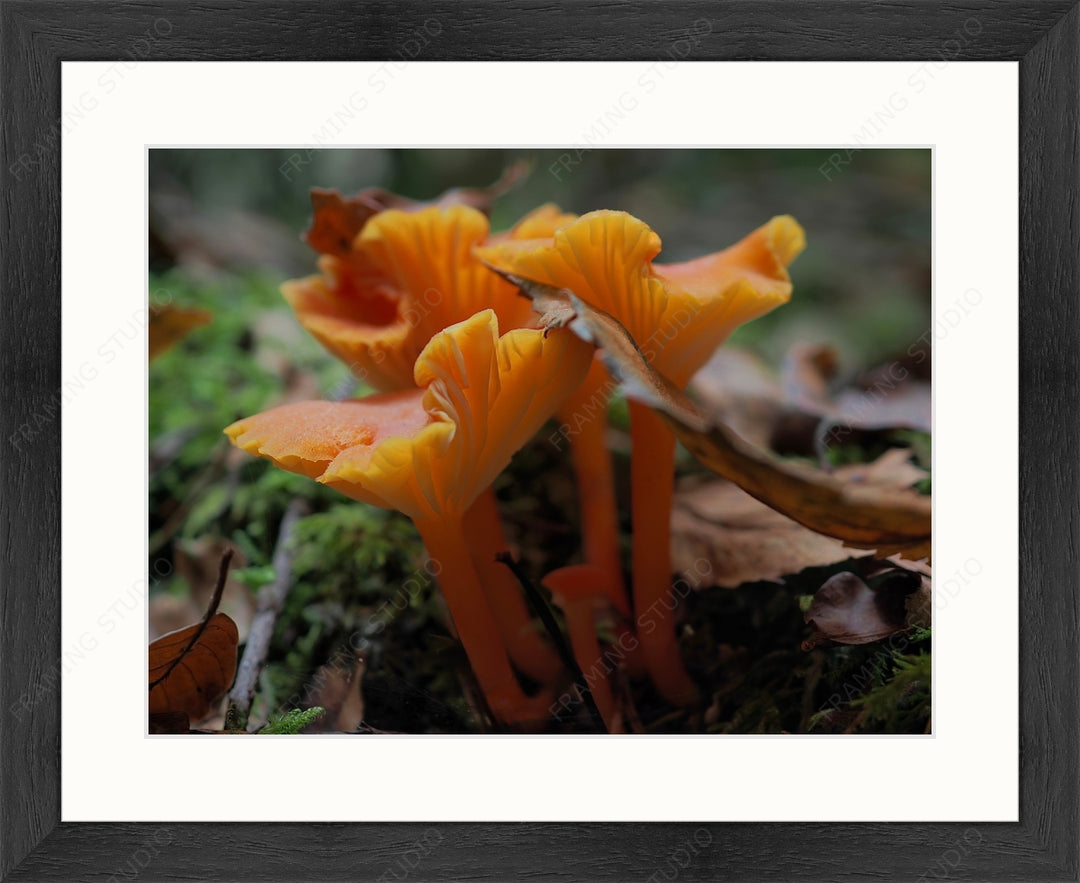 Upload, Print & Frame