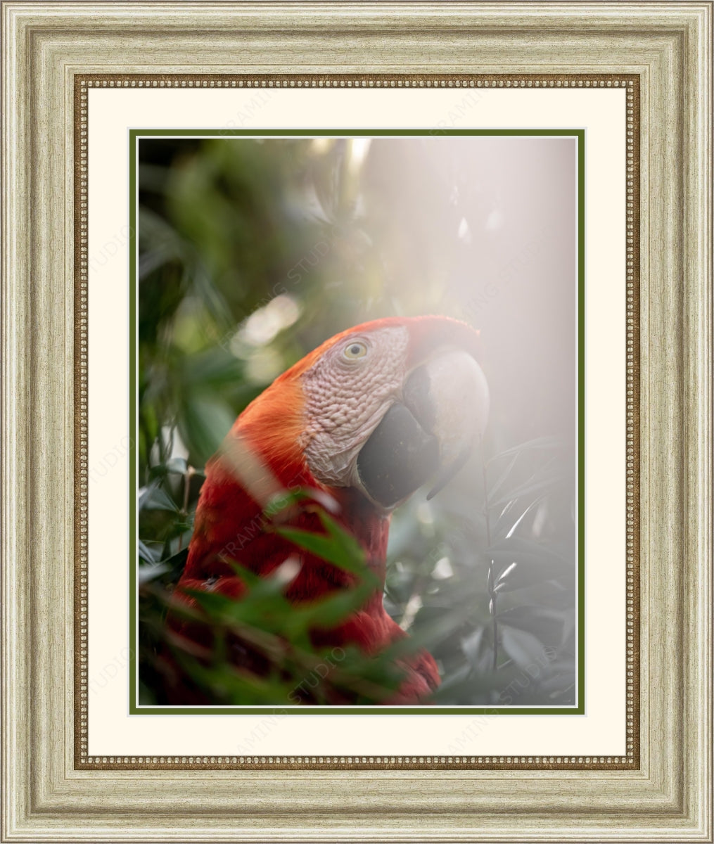 Framed Print