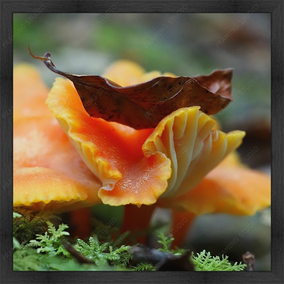 Upload, Print & Frame