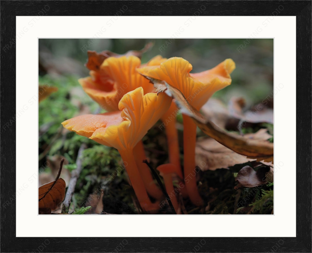 Upload, Print & Frame