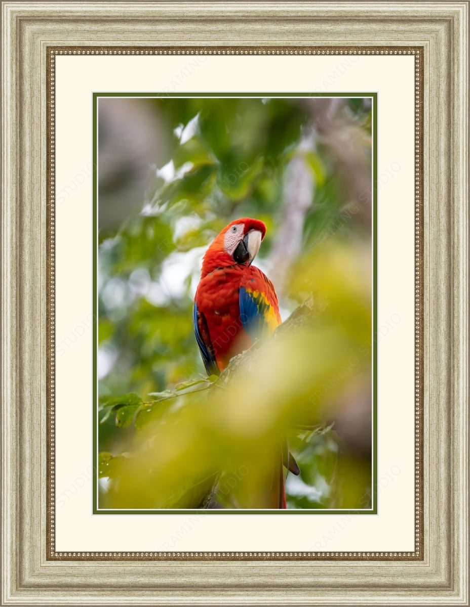 Framed Print