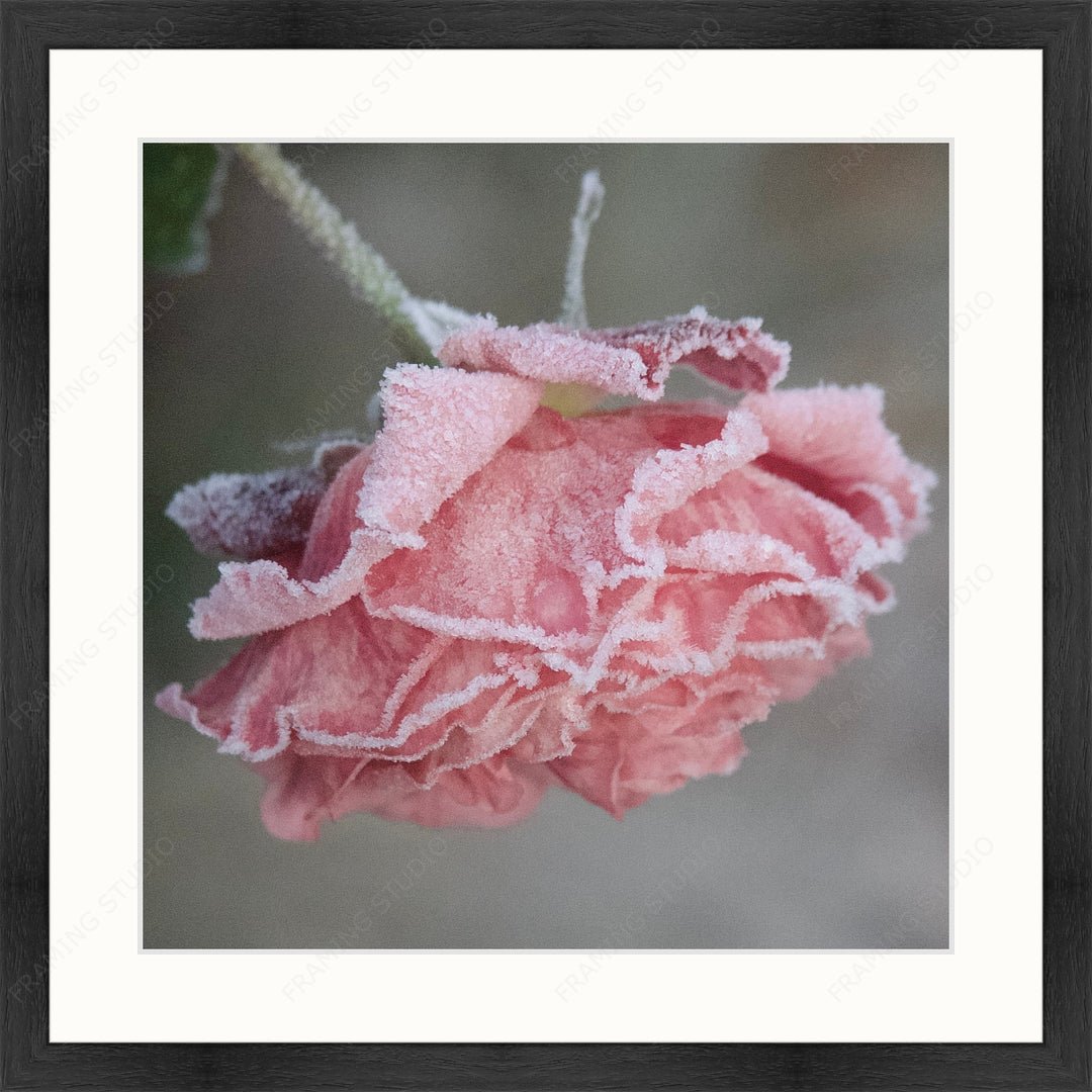 Upload, Print & Frame