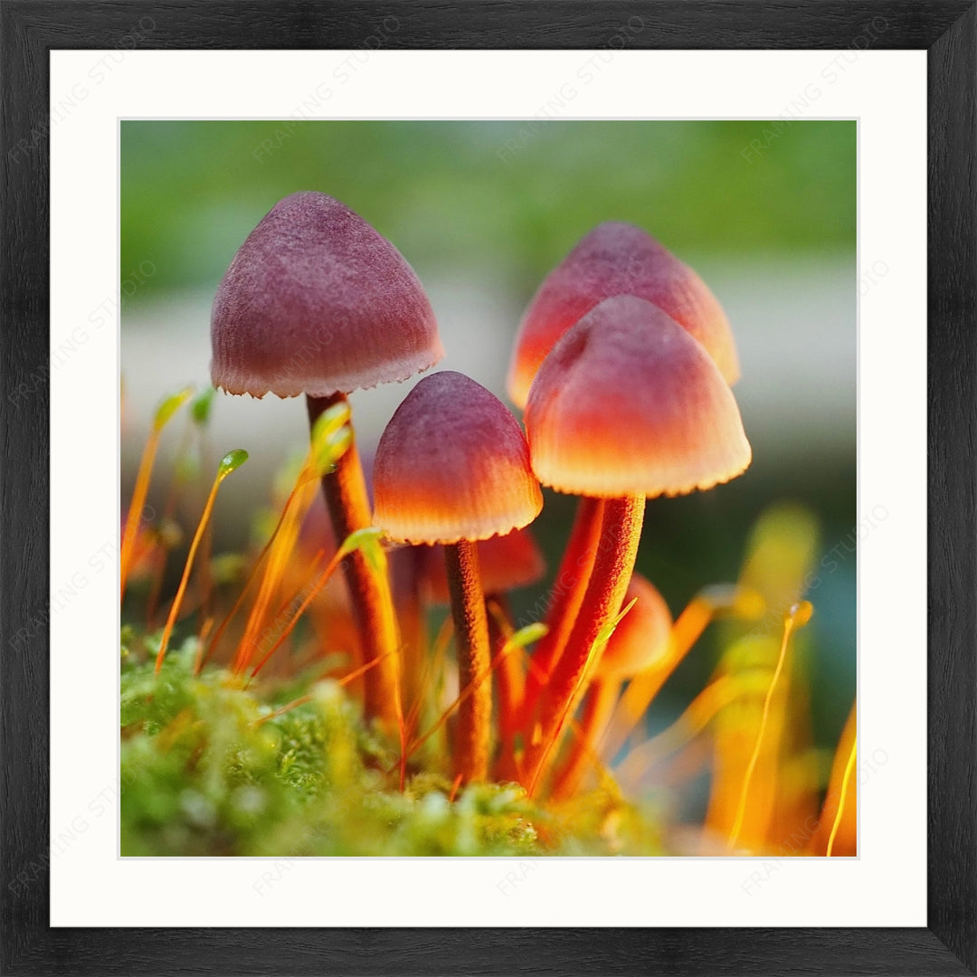 Upload, Print & Frame