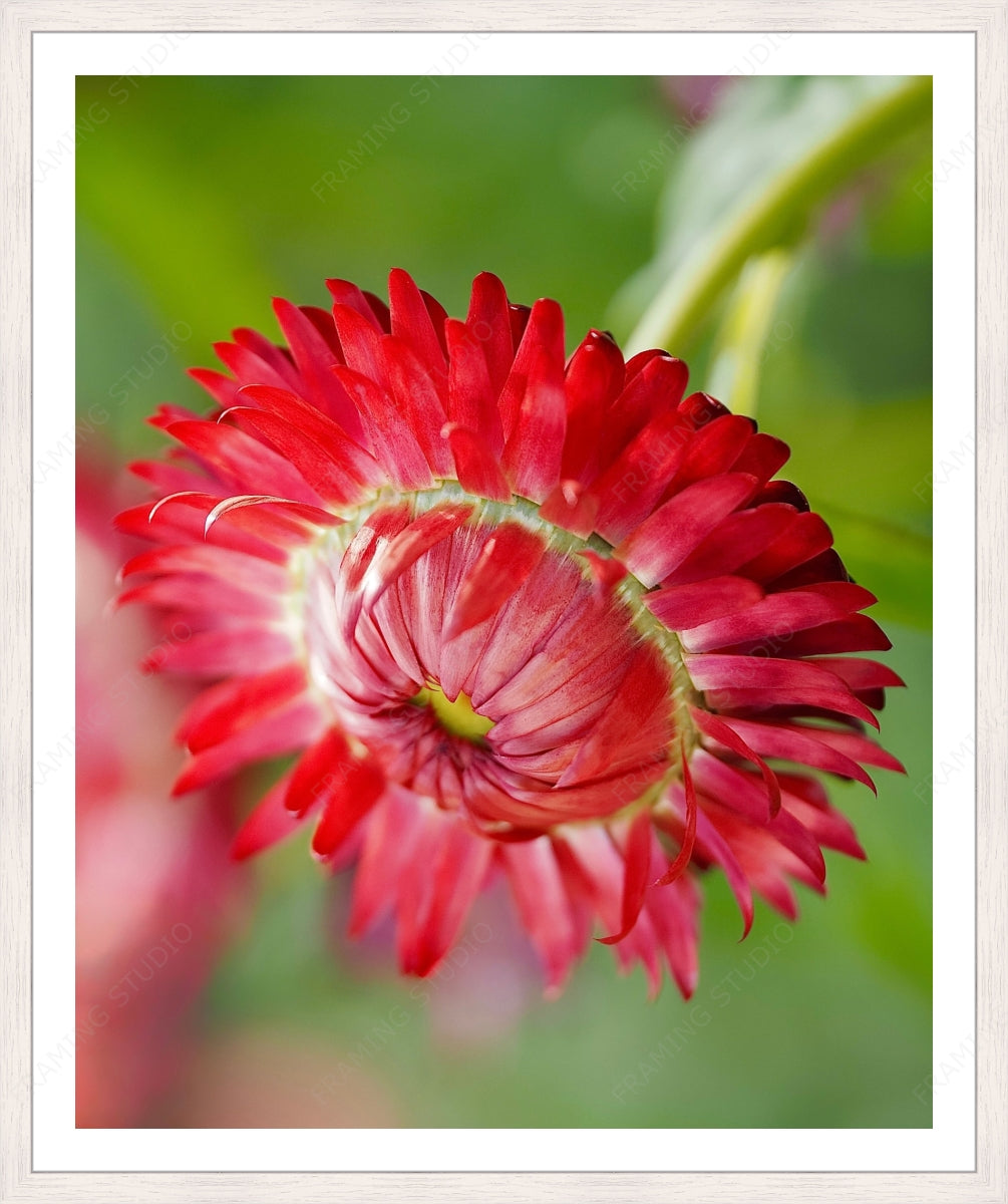 Upload, Print & Frame