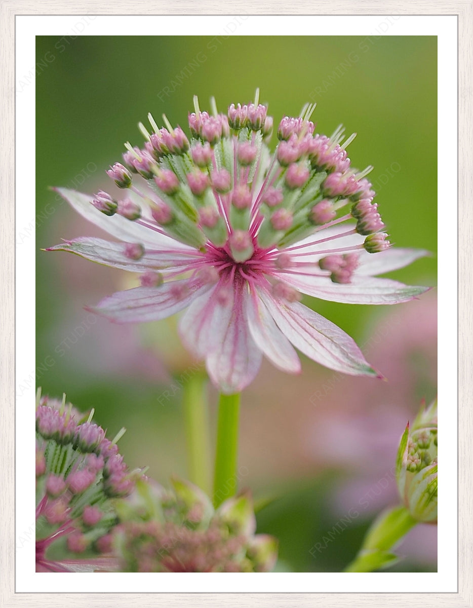 Upload, Print & Frame