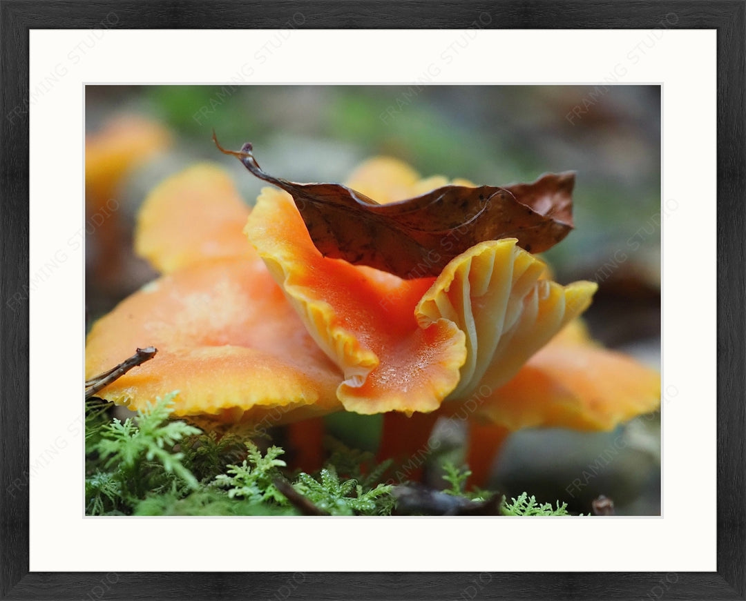 Upload, Print & Frame