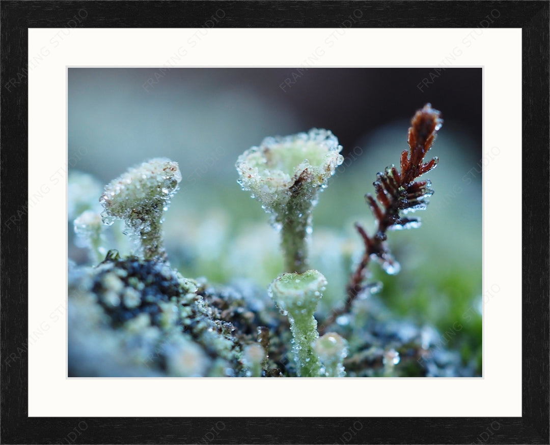 Upload, Print & Frame