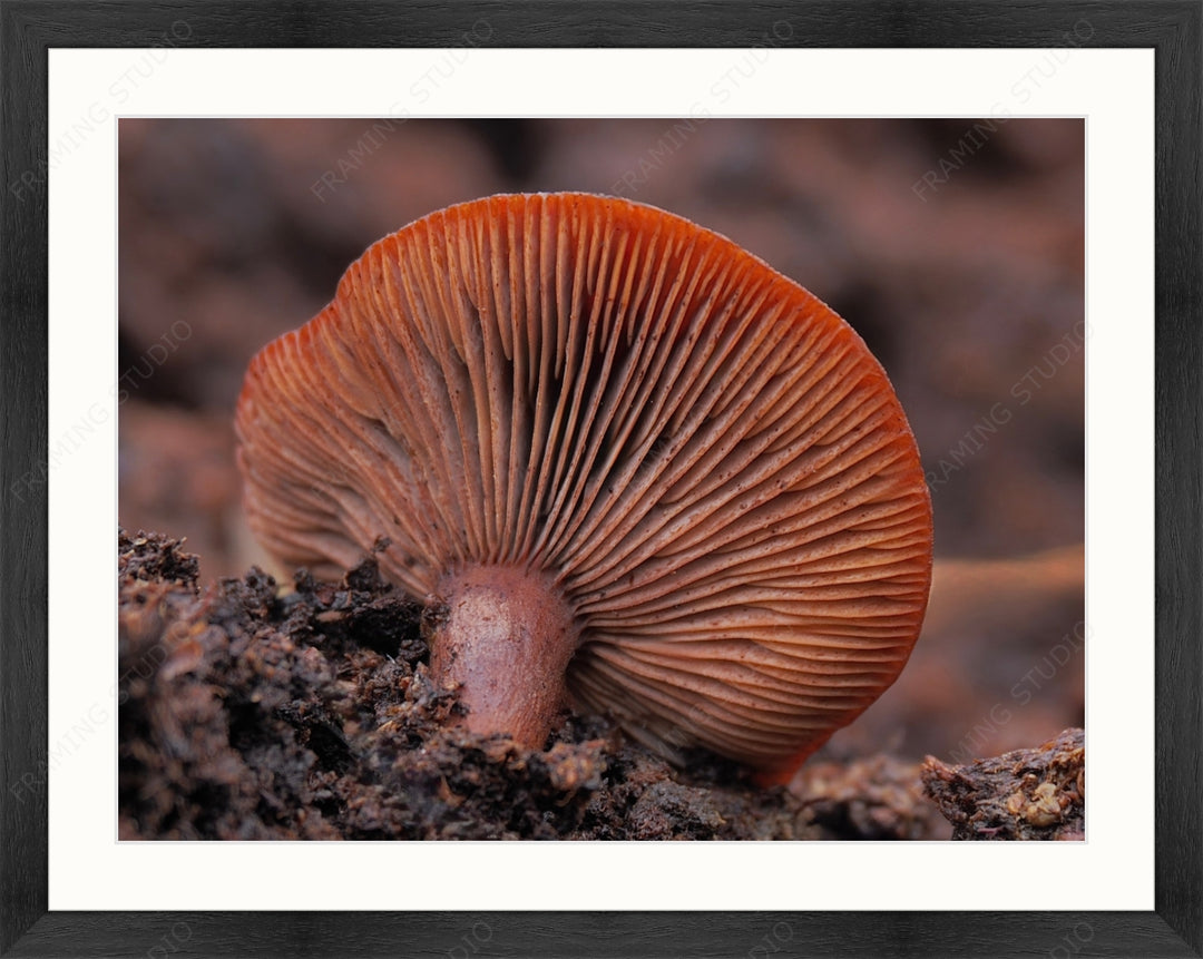 Upload, Print & Frame
