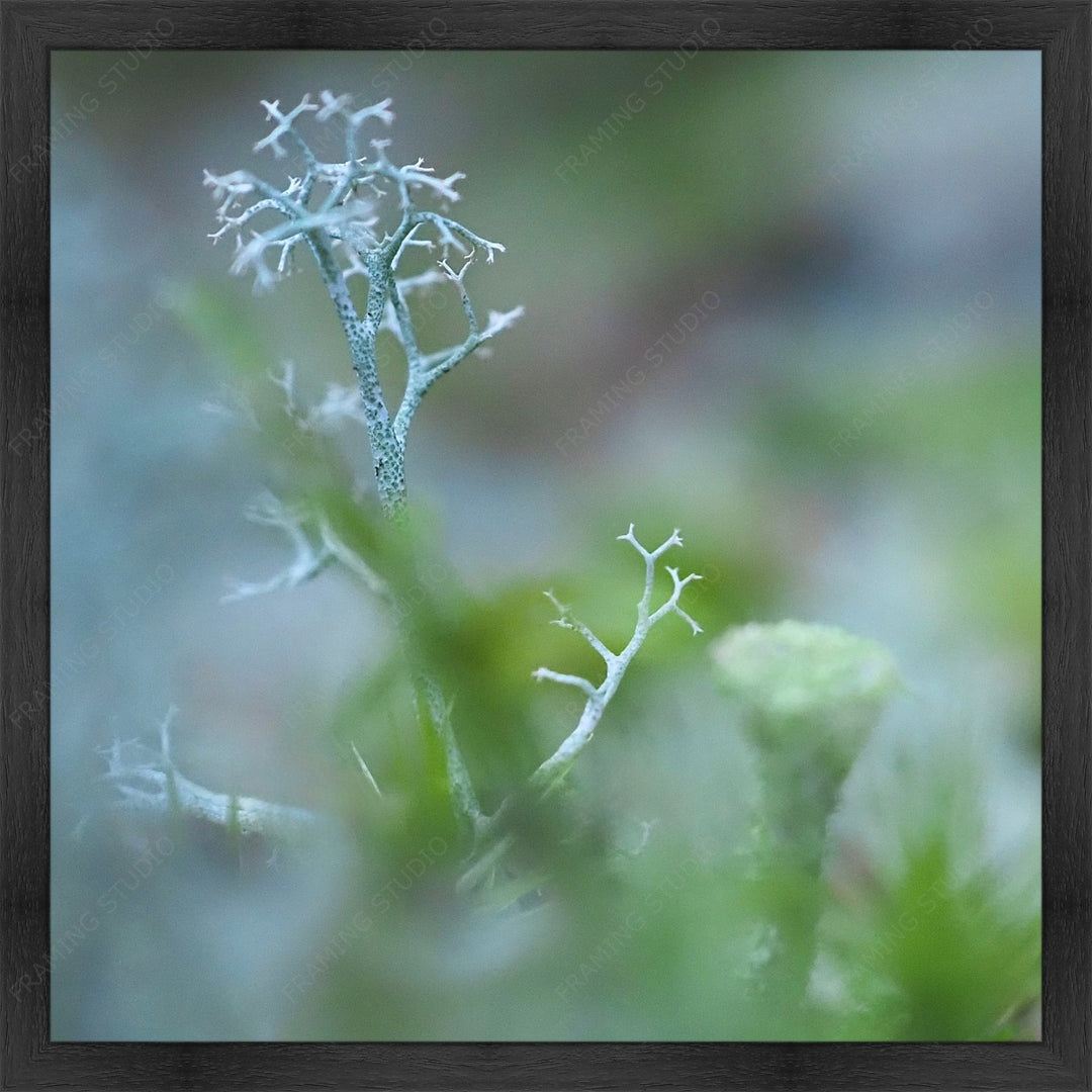 Upload, Print & Frame