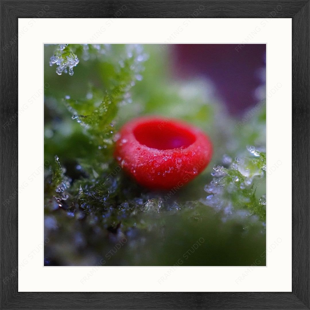 Upload, Print & Frame