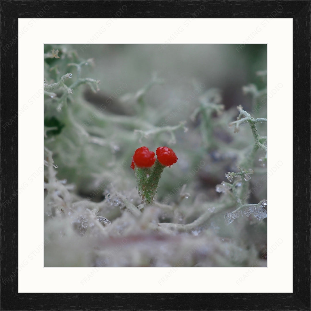 Upload, Print & Frame