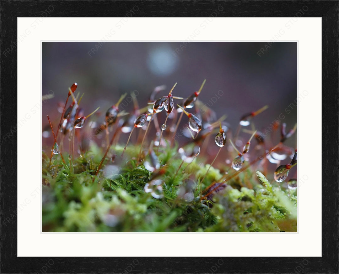 Upload, Print & Frame
